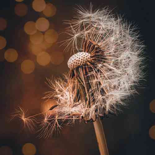 حسن شکیبا ساقی بریژه شراب گده نمایه حاله